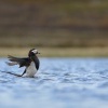 Hoholka ledni - Clangula hyemalis - Long-tailed Duck 8451